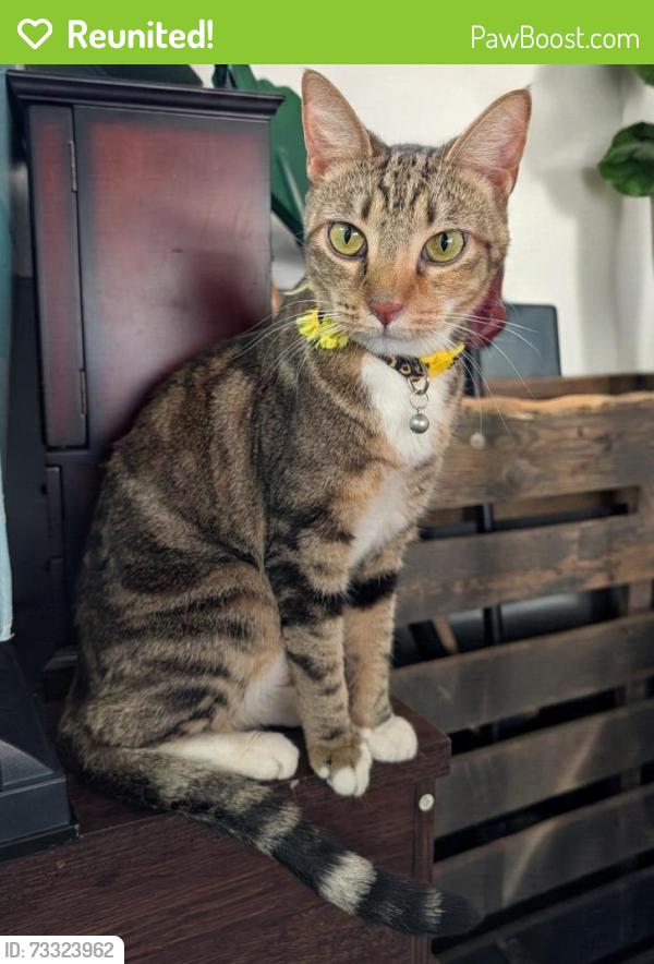 Reunited Female Cat last seen N Tyler St. N Polk St. W Gooding St. & W Mill St., Millstadt, IL 62260