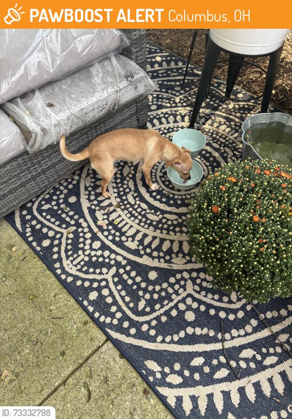 Found/Stray Female Dog last seen Livingston ave and yearling, Columbus, OH 43205