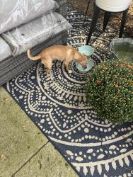 Found/Stray Female Dog last seen Livingston ave and yearling, Columbus, OH 43205