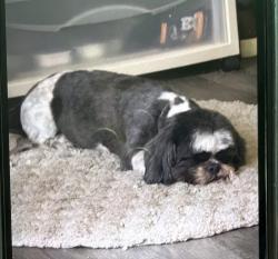 Lost Male Dog last seen Hudson Florida, West rd and Frierson lake drive, Hudson, FL 34669