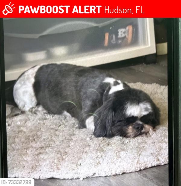 Lost Male Dog last seen Hudson Florida, West rd and Frierson lake drive, Hudson, FL 34669