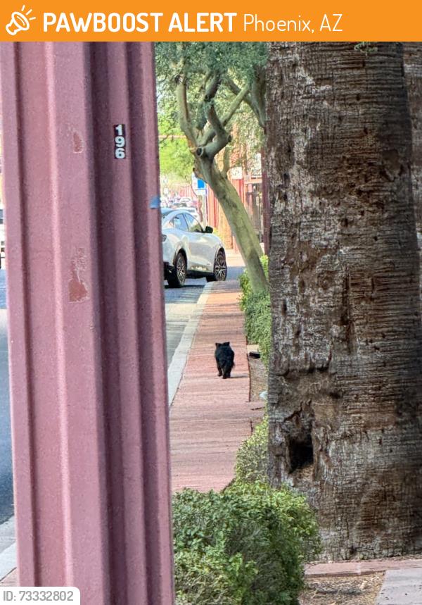 Found/Stray Unknown Dog last seen Central and Osborn, Phoenix, AZ 85012