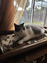 Reunited Female Cat last seen Dakota Avenue/Cypress Street, Garden Grove, CA 92843