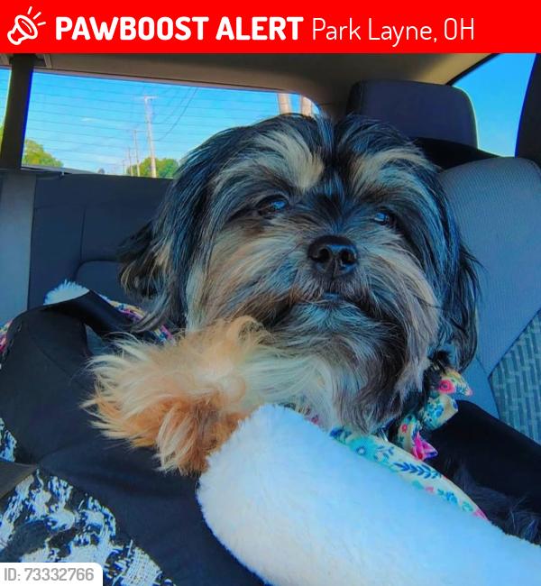Lost Female Dog last seen Lost from Lundgren rd Park layne, Park Layne, OH 45344