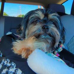 Lost Female Dog last seen Lost from Lundgren rd Park layne, Park Layne, OH 45344