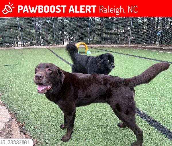 Lost Male Dog last seen Near Pleasant Pines office/medical building off Lynn Rd, Raleigh, NC 27613