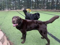 Lost Male Dog last seen Near Pleasant Pines office/medical building off Lynn Rd, Raleigh, NC 27613