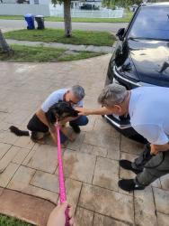 Reunited Female Dog last seen Johnson St, Hollywood, FL 33024