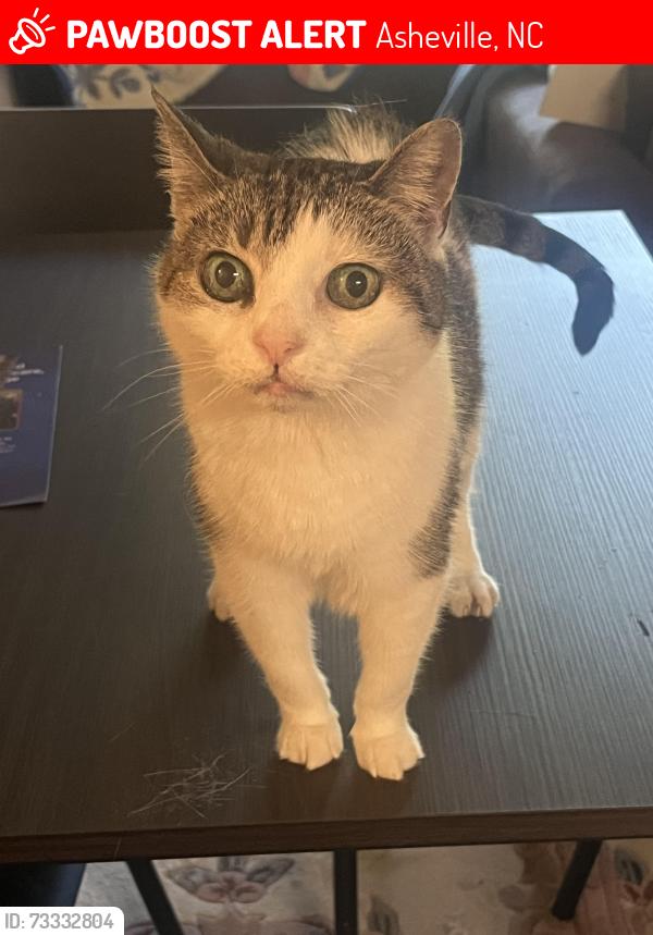 Lost Female Cat last seen Near bulldog drive, Asheville, NC 28801