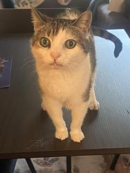 Lost Female Cat last seen Near bulldog drive, Asheville, NC 28801