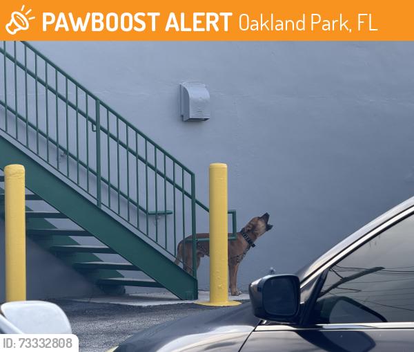 Found/Stray Male Dog last seen NE. 36th St. and sixth Avenue, Oakland Park, FL 33334