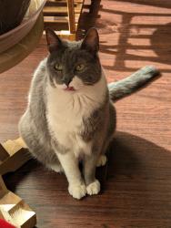 Lost Male Cat last seen Garfield Ct, Est. 99th Place, Thornton, CO 80229