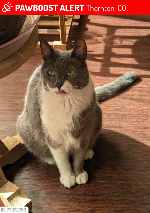 Lost Male Cat last seen Garfield Ct, Est. 99th Place, Thornton, CO 80229