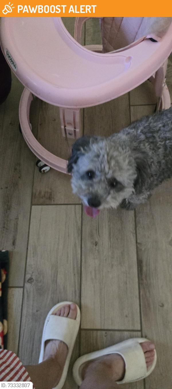 Found/Stray Unknown Dog last seen Ironwood, Apache Junction, AZ 85220