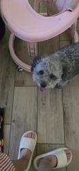 Found/Stray Unknown Dog last seen Ironwood, Apache Junction, AZ 85220