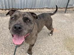 Shelter Stray Male Dog last seen Near BLOCK CHILDERS DR NE, 8920 Lomas Blvd NE, Albuquerque, NM 87112, USA