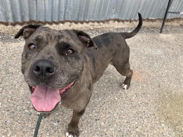 Shelter Stray Male Dog last seen Near BLOCK CHILDERS DR NE, 8920 Lomas Blvd NE, Albuquerque, NM 87112, USA