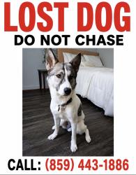 Lost Female Dog last seen Oak Meadow and First Shade Drive, Cincinnati, OH 45239