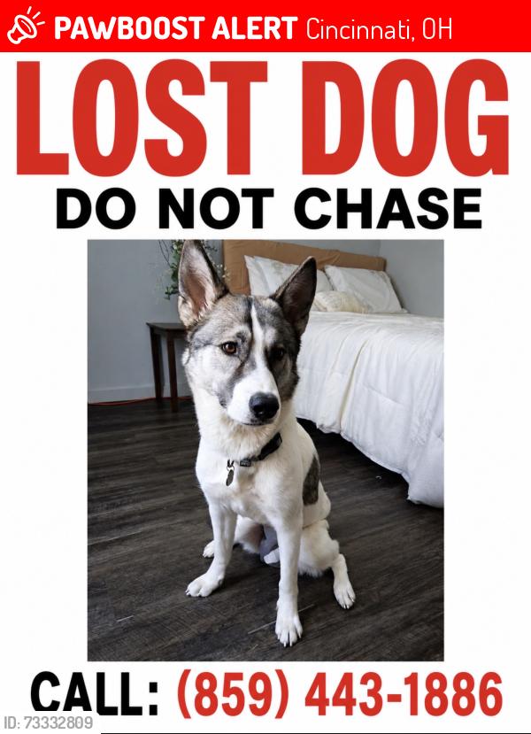 Lost Female Dog last seen Oak Meadow and First Shade Drive, Cincinnati, OH 45239