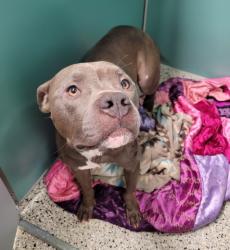 Shelter Stray Male Dog last seen Near BLOCK SARATOGA ST, DETROIT, MI 48205, 7401 Chrysler Dr, Detroit, MI 48211, USA