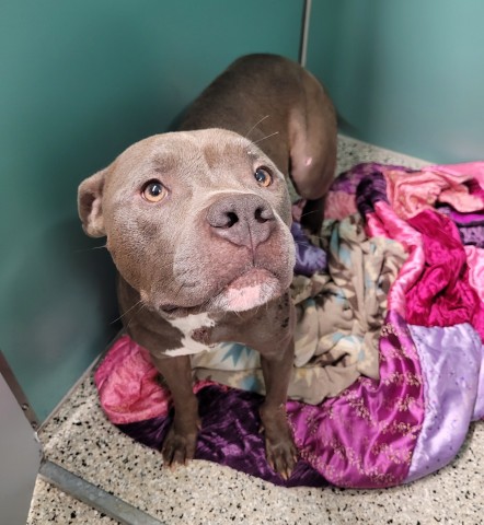 Shelter Stray Male Dog last seen Near BLOCK SARATOGA ST, DETROIT, MI 48205, 7401 Chrysler Dr, Detroit, MI 48211, USA
