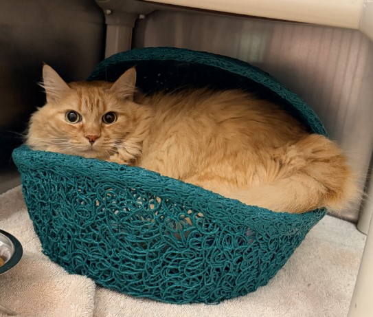 Shelter Stray Male Cat last seen SPECTRUM/PRISM, 6443 Oak Canyon, Irvine, CA 92618, USA