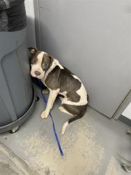 Shelter Stray Male Dog last seen Near BLOCK CRUMP RD, TALLAHASSEE FL 32309, 1125 Easterwood Dr, Tallahassee, FL 32311, USA