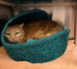 Shelter Stray Female Cat last seen SPECTRUM/PRISM, 6443 Oak Canyon, Irvine, CA 92618, USA