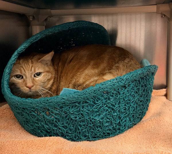 Shelter Stray Female Cat last seen SPECTRUM/PRISM, 6443 Oak Canyon, Irvine, CA 92618, USA