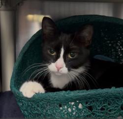 Shelter Stray Female Cat last seen PAYTON/PAYTON, 96206, 6443 Oak Canyon, Irvine, CA 92618, USA