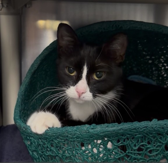 Shelter Stray Female Cat last seen PAYTON/PAYTON, 96206, 6443 Oak Canyon, Irvine, CA 92618, USA
