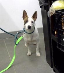 Shelter Stray Male Dog last seen ALMA SCHOOL RD AND BASELINE RD, 1920 S Lewis, Mesa, AZ 85210, USA