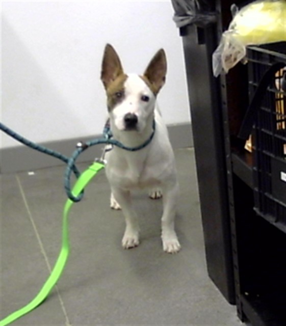 Shelter Stray Male Dog last seen ALMA SCHOOL RD AND BASELINE RD, 1920 S Lewis, Mesa, AZ 85210, USA