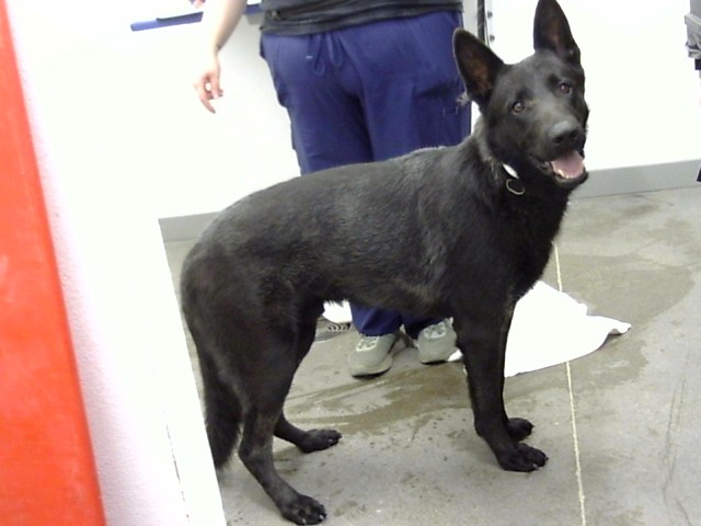 Shelter Stray Male Dog last seen DOBBINS RD AND 43RD AVE, 1920 S Lewis, Mesa, AZ 85210, USA