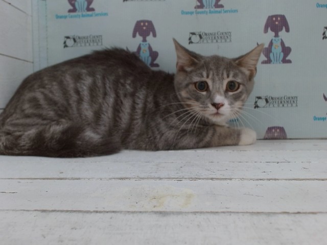 Shelter Stray Male Cat last seen , 2769 Conroy Rd, Orlando, FL 32839, USA