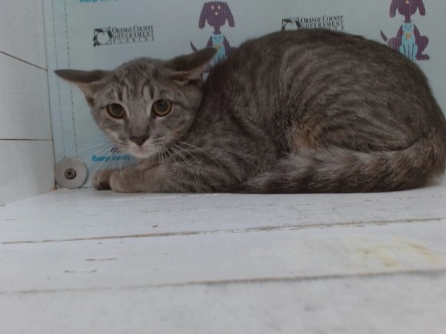 Shelter Stray Female Cat last seen , 2769 Conroy Rd, Orlando, FL 32839, USA