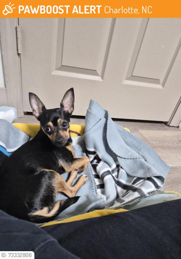 Found/Stray Female Dog last seen Berkeley Hill Dr and Bonita Lane, Charlotte, NC 28262