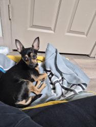Found/Stray Female Dog last seen Berkeley Hill Dr and Bonita Lane, Charlotte, NC 28262
