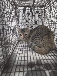 Shelter Stray Female Cat last seen , 957 N Gaffey St, San Pedro, CA 90731, USA