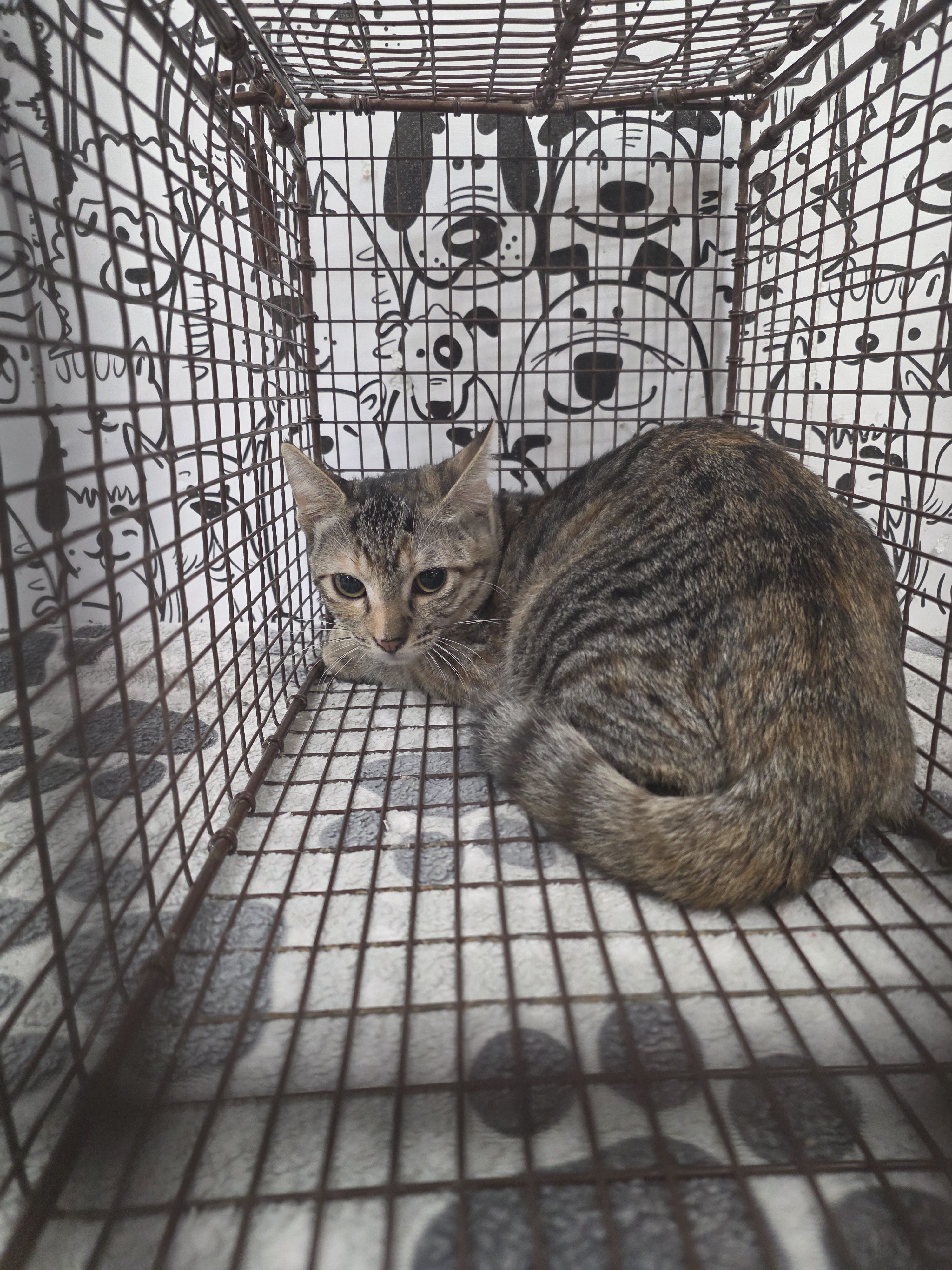 Shelter Stray Female Cat last seen , 957 N Gaffey St, San Pedro, CA 90731, USA