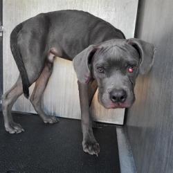 Shelter Stray Male Dog last seen Near BLOCK HORAL, 4710 TX-151, San Antonio, TX 78227, USA