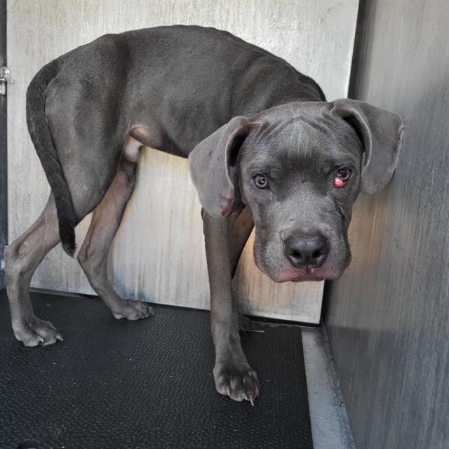 Shelter Stray Male Dog last seen Near BLOCK HORAL, 4710 TX-151, San Antonio, TX 78227, USA