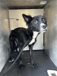 Shelter Stray Male Dog last seen Near BLOCK KNOLLHILL, 4710 TX-151, San Antonio, TX 78227, USA