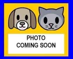 Shelter Stray Female Cat last seen Near BLOCK BEAL ST, 4710 TX-151, San Antonio, TX 78227, USA