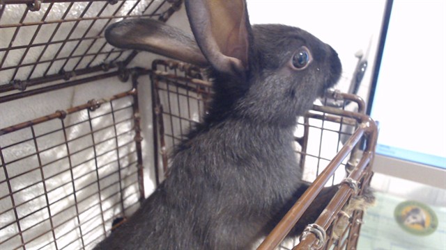Shelter Stray Female Other last seen HYDE/LEAVENWORTH, 1419 Bryant St, San Francisco, CA 94103, USA
