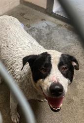 Shelter Stray Male Dog last seen RIVER PLAZA DR & OAK HARBOUR DR, 2127 Front St, Sacramento, CA 95818, USA