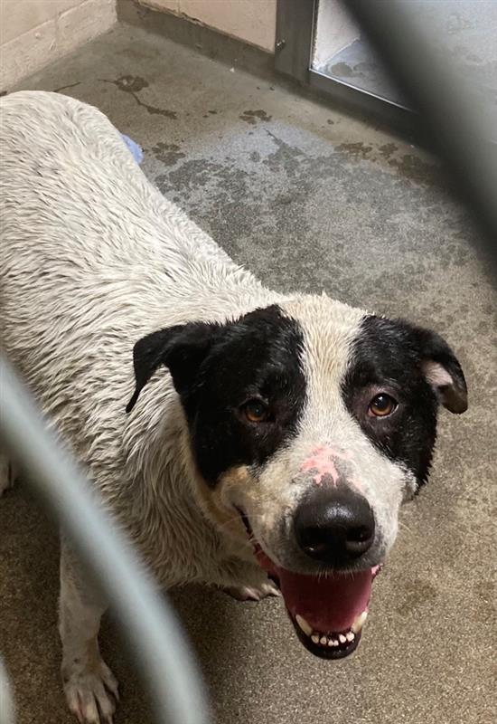 Shelter Stray Male Dog last seen RIVER PLAZA DR & OAK HARBOUR DR, 2127 Front St, Sacramento, CA 95818, USA