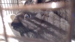 Shelter Stray Female Other last seen HYDE/LEAVENWORTH, 1419 Bryant St, San Francisco, CA 94103, USA