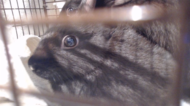 Shelter Stray Female Other last seen HYDE/LEAVENWORTH, 1419 Bryant St, San Francisco, CA 94103, USA