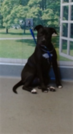 Shelter Stray Female Dog last seen EL DORADO/ MAIN ST, 1419 Bryant St, San Francisco, CA 94103, USA